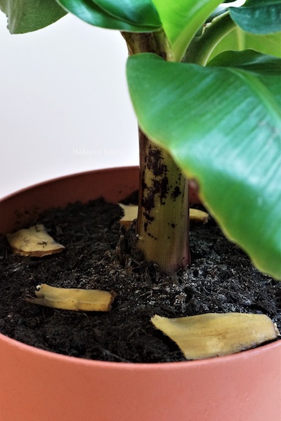 Pourquoi apporter de l'engrais à tes plantes d'intérieur ? - Vert Bobo